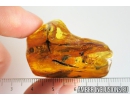 Nice Bud and Two Leaves. Fossil inclusions in Baltic amber #9258