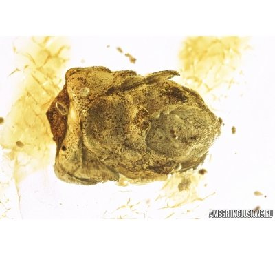 Very Nice Bud. Fossil inclusion in Baltic amber #9259