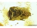 Very Nice Bud. Fossil inclusion in Baltic amber #9259