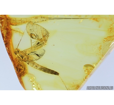 Mayfly, Ephemeroptera. Fossil insect in Baltic amber stone #9261