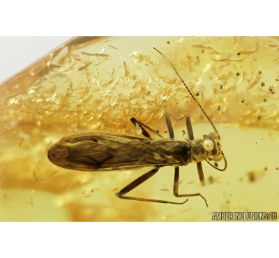 Stonefly, Plecoptera. Fossil insect in Baltic amber #9260
