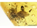Jumping Spider, Salticidae. Fossil inclusion in Baltic amber #9262