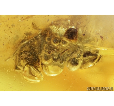 Jumping Spider, Salticidae. Fossil inclusion in Baltic amber #9262