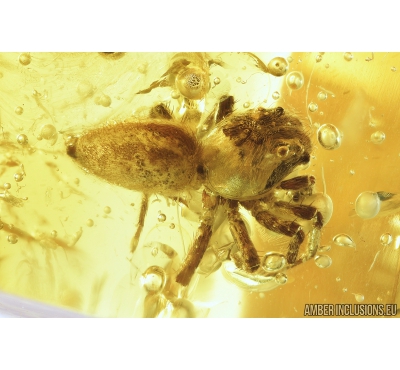Jumping Spider, Salticidae. Fossil inclusion in Baltic amber #9263