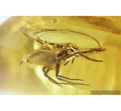 Nice Spider Araneae. Fossil inclusion in Ukrainian amber stone #9264
