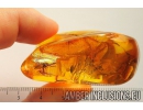 Nice Spider Araneae. Fossil inclusion in Ukrainian amber stone #9264