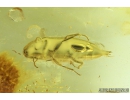 Click beetle, Elateroidea. Fossil insect in Baltic amber #9269