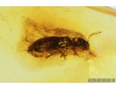 Click beetle, Elateroidea. Fossil insect in Baltic amber #9270