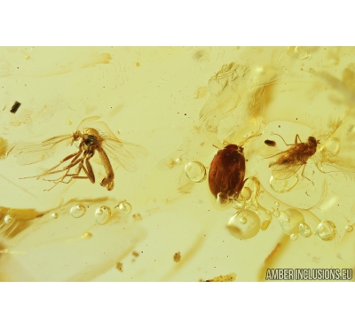 Nice Marsh Beetle Scirtidae, Biting midges Ceratopogonidae, Long-legged fly Dolichopodidae, Coprolite and More. Fossil insects in Ukrainian  Rovno amber #9271R