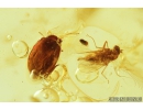 Nice Marsh Beetle Scirtidae, Biting midges Ceratopogonidae, Long-legged fly Dolichopodidae, Coprolite and More. Fossil insects in Ukrainian  Rovno amber #9271R