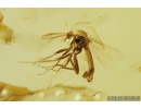 Nice Marsh Beetle Scirtidae, Biting midges Ceratopogonidae, Long-legged fly Dolichopodidae, Coprolite and More. Fossil insects in Ukrainian  Rovno amber #9271R