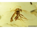 Nice Marsh Beetle Scirtidae, Biting midges Ceratopogonidae, Long-legged fly Dolichopodidae, Coprolite and More. Fossil insects in Ukrainian  Rovno amber #9271R