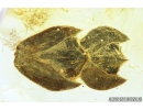 Nice Plant, Thuja. Fossil inclusion in Baltic amber #9273