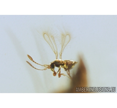 Rare parasitic Fairyfly wasp ‎Chalcidoidea Mymaridae and Long-legged fly Dolichopodidae. Fossil insects in Baltic amber #9274