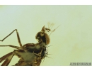 Rare parasitic Fairyfly wasp ‎Chalcidoidea Mymaridae and Long-legged fly Dolichopodidae. Fossil insects in Baltic amber #9274