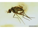 Rare parasitic Fairyfly wasp ‎Chalcidoidea Mymaridae and Long-legged fly Dolichopodidae. Fossil insects in Baltic amber #9274