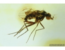 Rare parasitic Fairyfly wasp ‎Chalcidoidea Mymaridae and Long-legged fly Dolichopodidae. Fossil insects in Baltic amber #9274