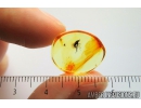 Rare parasitic Fairyfly wasp ‎Chalcidoidea Mymaridae and Long-legged fly Dolichopodidae. Fossil insects in Baltic amber #9274