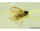 Dance fly Empididae. Fossil insect in Ukrainian Rovno amber #9277R