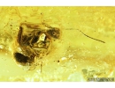 Crane fly, Limoniidae, Cheilotrichia and Ant, Hymenoptera. Fossil insects in Baltic amber #9279