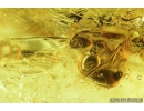 Crane fly, Limoniidae, Cheilotrichia and Ant, Hymenoptera. Fossil insects in Baltic amber #9279