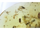 Extremely Rare Mosquito Culicidae Culex, Assassin Bug Reduviidae, Ant Hymenoptera, Mites Acari and More. Fossil insects in Ukrainian Rovno amber #9289R