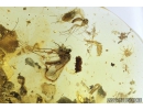Extremely Rare Mosquito Culicidae Culex, Assassin Bug Reduviidae, Ant Hymenoptera, Mites Acari and More. Fossil insects in Ukrainian Rovno amber #9289R