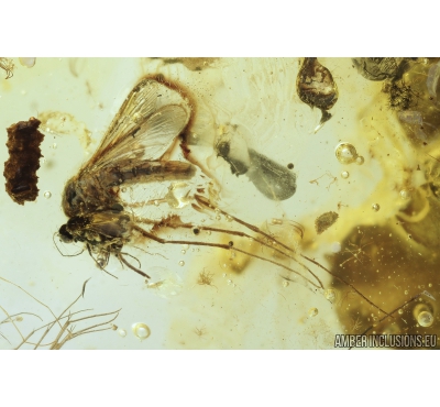 Extremely Rare Mosquito Culicidae Culex, Assassin Bug Reduviidae, Ant Hymenoptera, Mites Acari and More. Fossil insects in Ukrainian Rovno amber #9289R