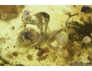 Extremely Rare Mosquito Culicidae Culex, Assassin Bug Reduviidae, Ant Hymenoptera, Mites Acari and More. Fossil insects in Ukrainian Rovno amber #9289R