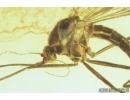 Extremely Rare Mosquito, Culicidae, Culex. Fossil insect in Baltic amber #9290