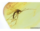 Extremely Rare Mosquito, Culicidae, Culex. Fossil insect in Baltic amber #9290