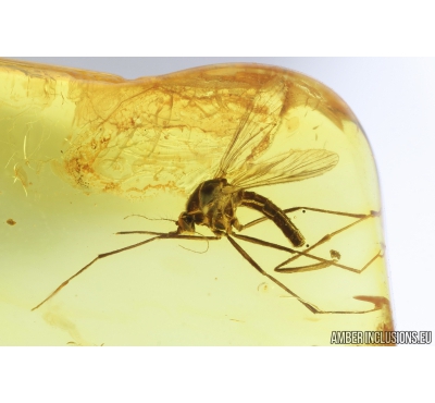 Extremely Rare Mosquito, Culicidae, Culex. Fossil insect in Baltic amber #9290
