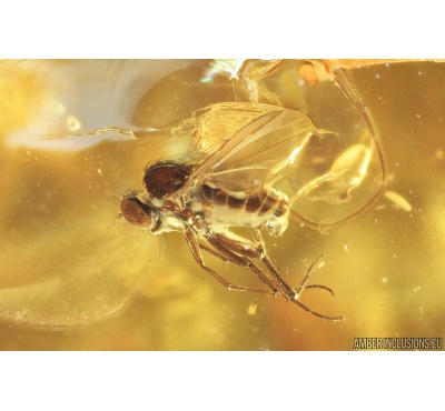 3 Long-legged flies Dolichopodidae Fossil Inclusions in Baltic amber #9291