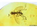 Long-legged fly Dolichopodidae. Fossil Inclusion in Baltic amber #9292