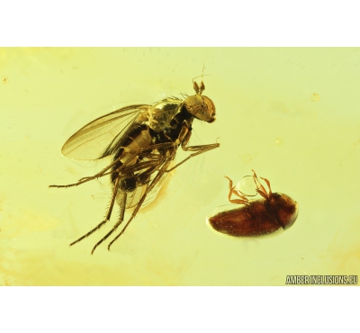 Long-legged fly Dolichopodidae & Spider Beetle Ptinidae. Fossil Inclusions in Baltic amber #9294