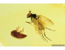 Long-legged fly Dolichopodidae & Spider Beetle Ptinidae. Fossil Inclusions in Baltic amber #9294