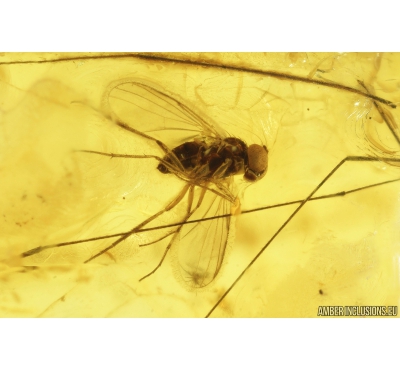 Long-legged fly Dolichopodidae. Fossil Inclusion in Baltic amber #9295