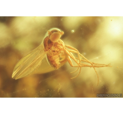 Two Long-legged flies Dolichopodidae & Aphid Aphidoidea. Fossil Inclusions in Ukrainian Rovno amber #9296R