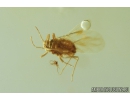 Two Long-legged flies Dolichopodidae & Aphid Aphidoidea. Fossil Inclusions in Ukrainian Rovno amber #9296R