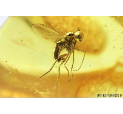 Nice Long-legged fly Dolichopodidae. Fossil Inclusion in Baltic amber #9298