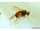3 Long-legged flies Dolichopodidae. Fossil Inclusions in Baltic amber #9301