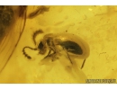 4 Click beetles Elateroidea, 3 Rove beetles Pselaphinae, 2 Ant-Like Stone Beetles Scydmaeninae and Long-legged fly Dolichopodidae. Fossil insects in Baltic amber #9311