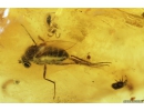 4 Click beetles Elateroidea, 3 Rove beetles Pselaphinae, 2 Ant-Like Stone Beetles Scydmaeninae and Long-legged fly Dolichopodidae. Fossil insects in Baltic amber #9311