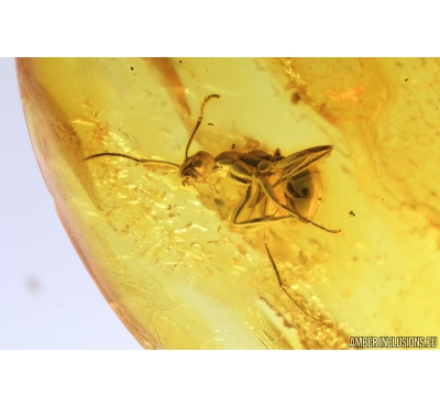 Nice Ant, Hymenoptera. Fossil insect in Baltic amber #9320