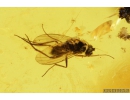 Rare Wasp Chrysidoidea Bethylidae and Long-legged fly Dolichopodidae. Fossil insects in Baltic amber #9322