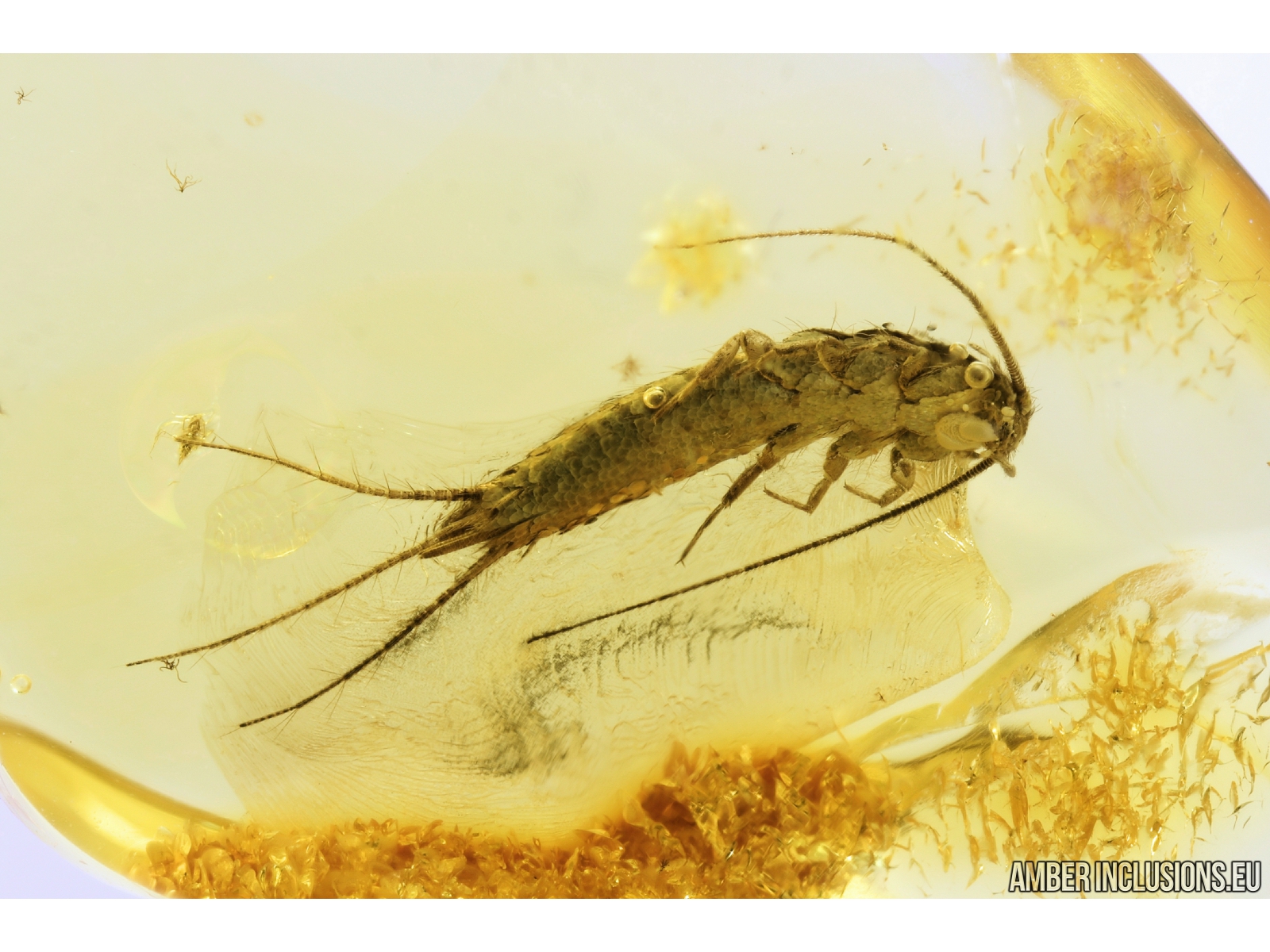 Very nice Silverfish, Lepismatidae. Fossil inclusion in Baltic amber #9323