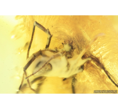 RARE HARVESTMAN OPILIONES: PHALANGIIDAE: STEPHANOBUNUS. Fossil inclusion In BALTIC AMBER #9325