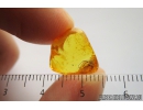 RARE HARVESTMAN OPILIONES: PHALANGIIDAE: STEPHANOBUNUS. Fossil inclusion In BALTIC AMBER #9325