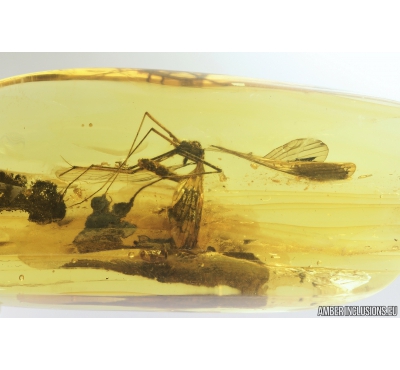 Scorpionfly, Mecoptera, Bittacidae and Spider Araneae. Fossil inclusions in Baltic amber #9327