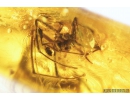Scorpionfly, Mecoptera, Bittacidae and Spider Araneae. Fossil inclusions in Baltic amber #9327